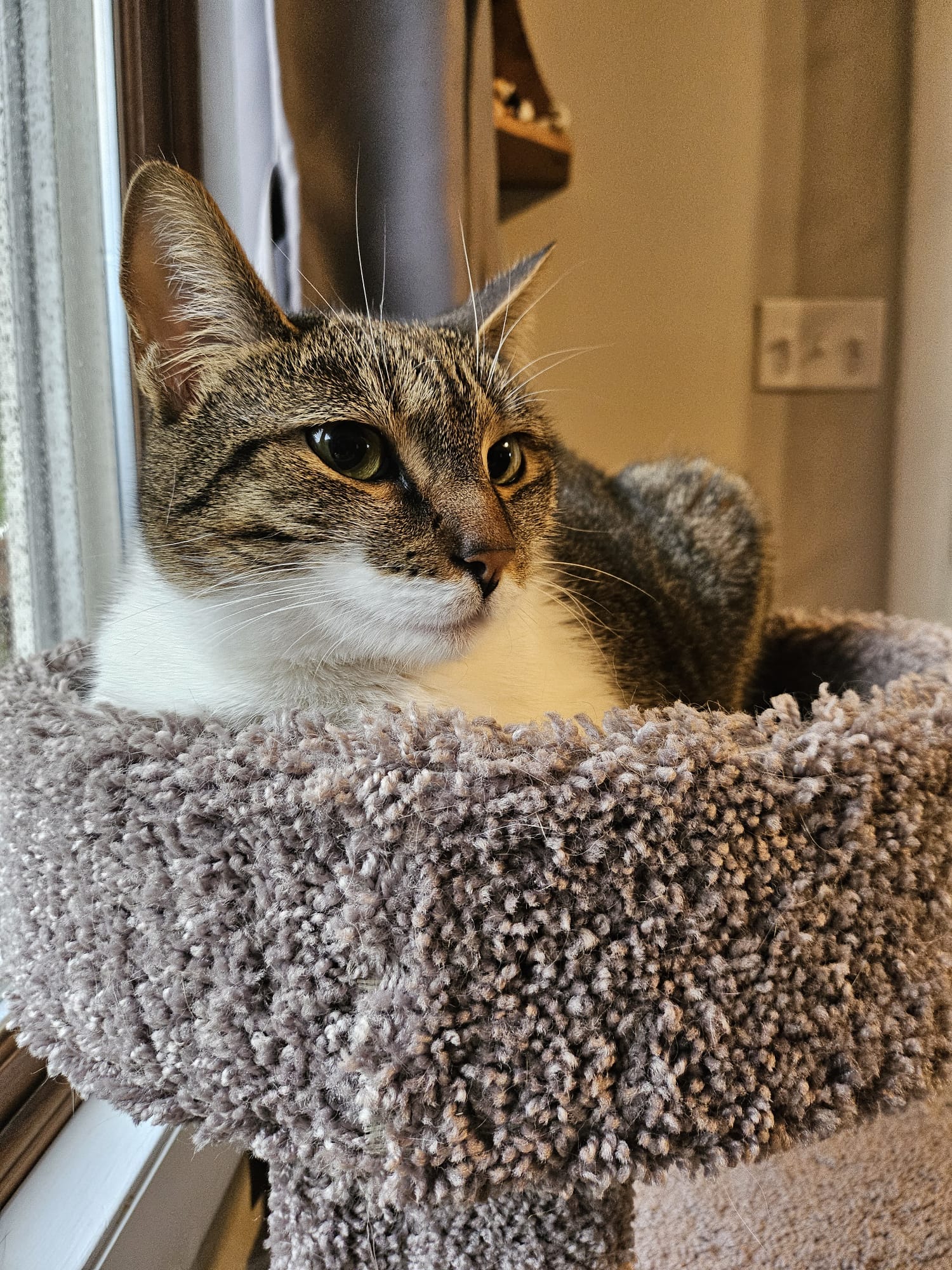 Katie the cat.